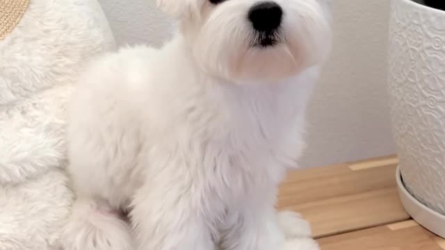 Dog baby funny video