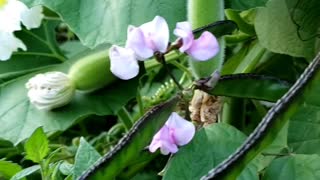 Quick Garden Harvest | Sunflowers | Bottle gourd leaves