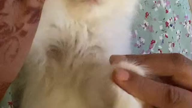Funny cat video