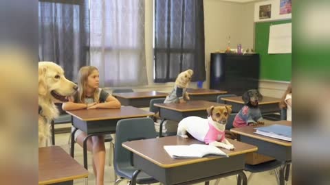 Funny dog goes to school video from tiktok