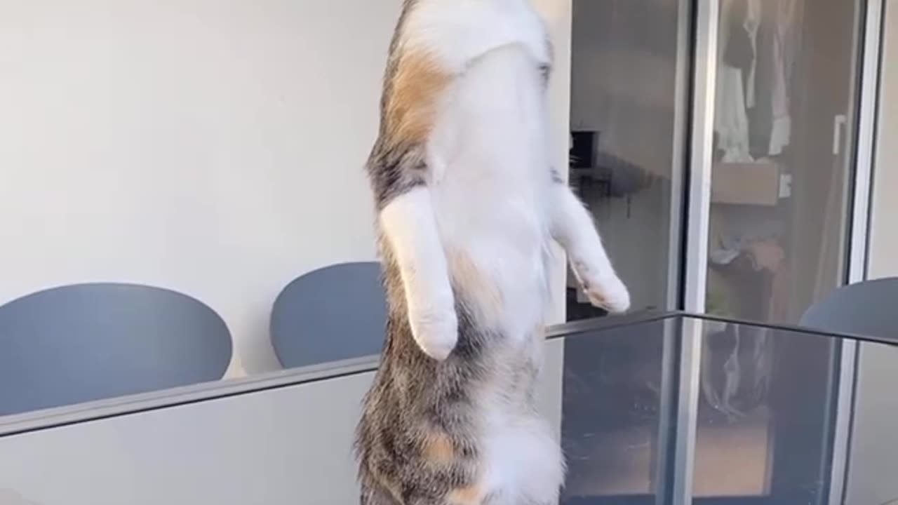 Funny animals