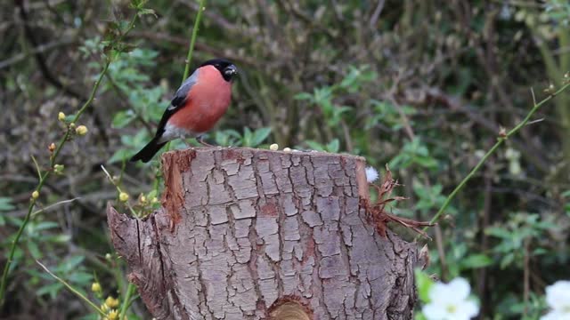 Attracting Birds - Eurasian Bullfinch Eating Seeds 3