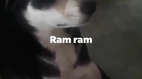 Dog talking like a human #shorts #viral #shortsvideo #video