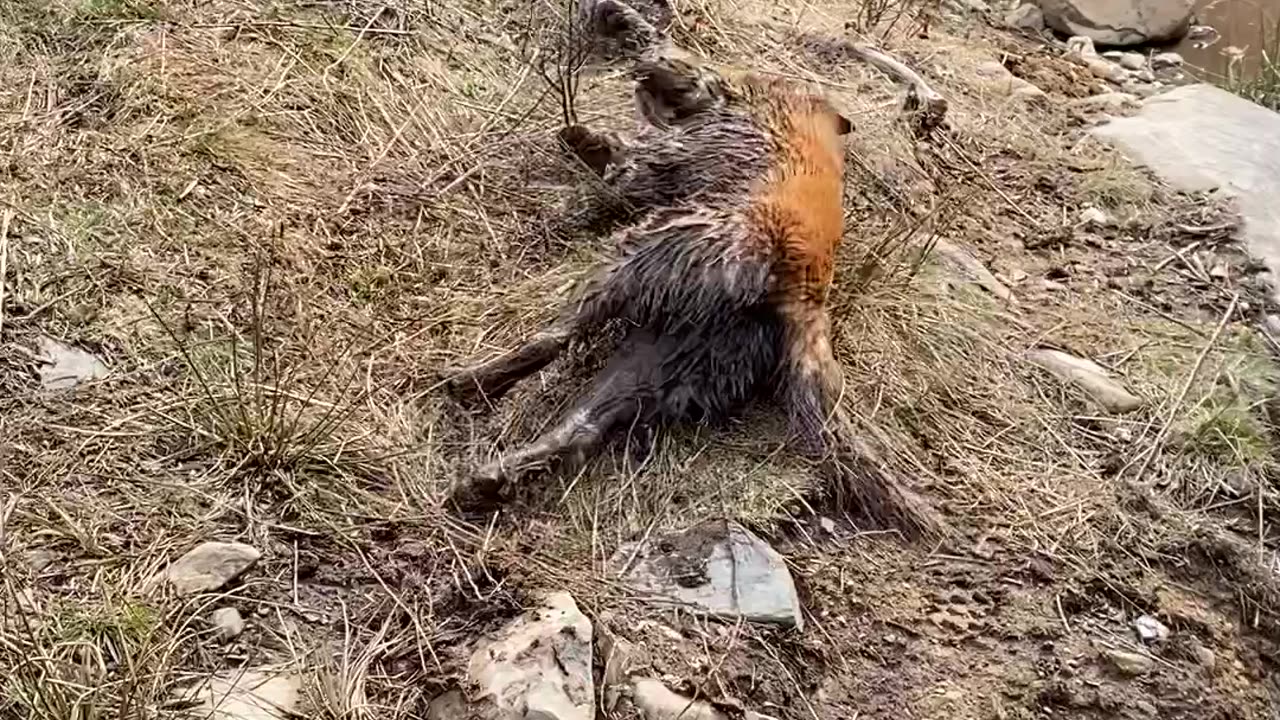 Golden Retriever Takes a Mud Bath