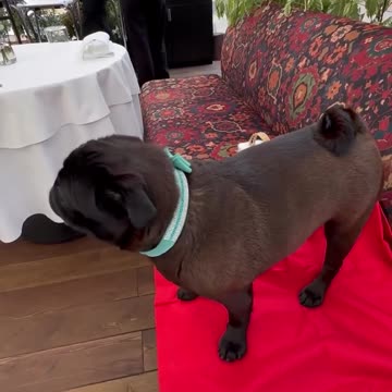 With Dude 😎😎 my love 😘