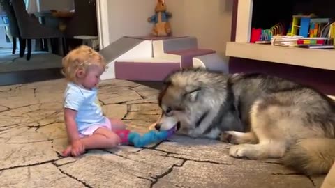 cute baby with dogs and playing with cute dogs | play with dogs