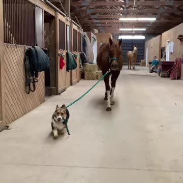 Come on Buddy, gotta get our daily walk done !
