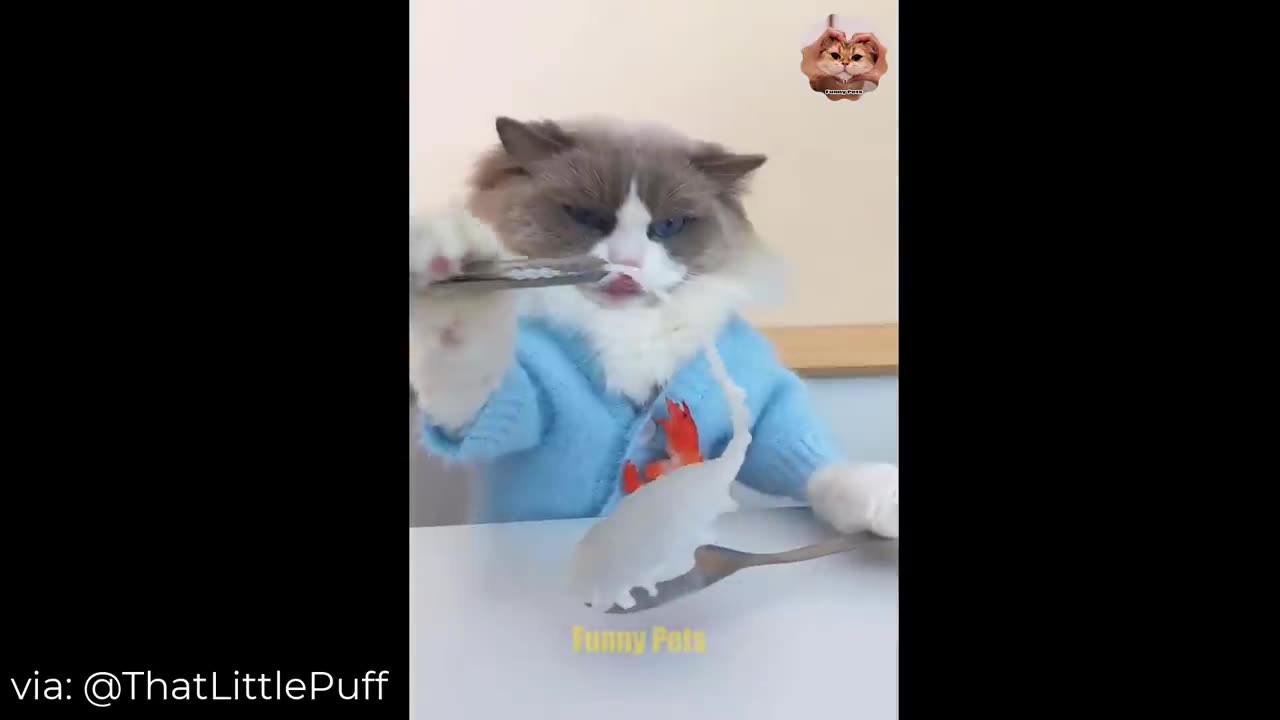 cats funny compilation video ep#5