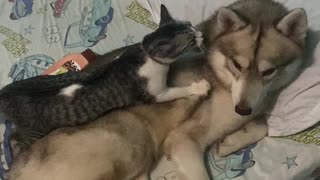 Kitty Makes Itself Comfortable on Furry Friend