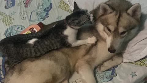 Kitty Makes Itself Comfortable on Furry Friend