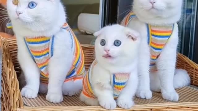 Why don't kittens inherit abnormal pupils?