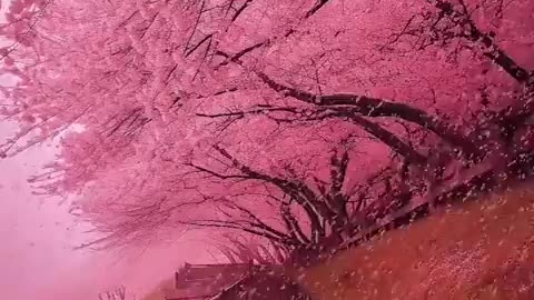 Beauty of Nature