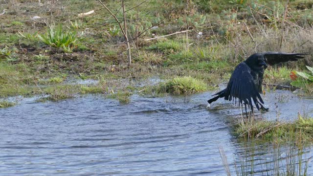 Washing Black Bird in river