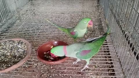 Alexander parrots