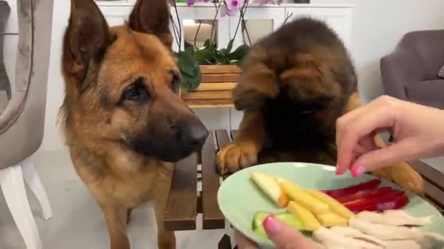 Impatient Baby Puppy and German Shepherd Reviews Food