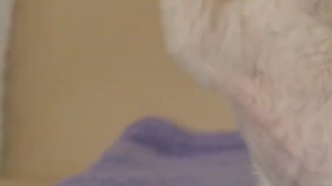 Celo Pets - Animais Engraçados Funny Animals Channel #cat #dog #funny #engraçado #viral #shorts(13)