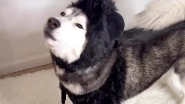 How does this outfit looks on meekathehusky