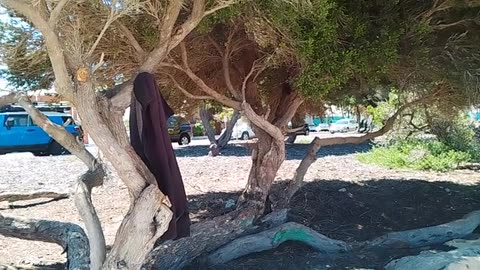 Black jacket hung from tree near Round House in Fremantle hardly seems organic