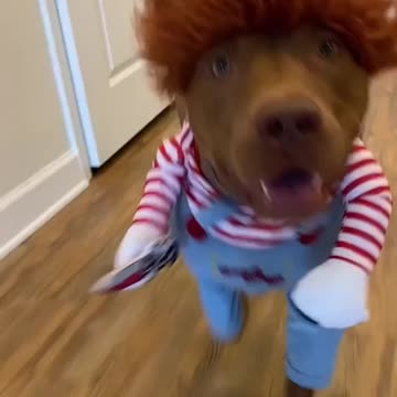 The dog with two legs.