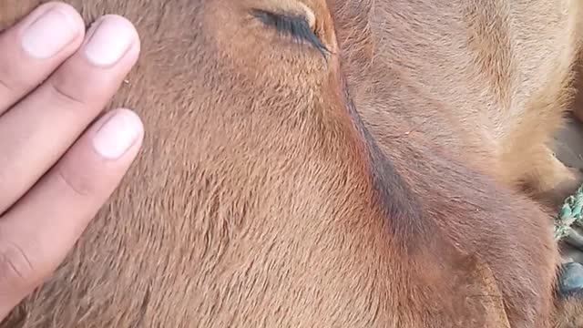 Cow Video in Village