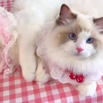 Aww cute cat videos funny ❤️ Cat Cash Compilation chines💚 Cat Meow #cat #shorts