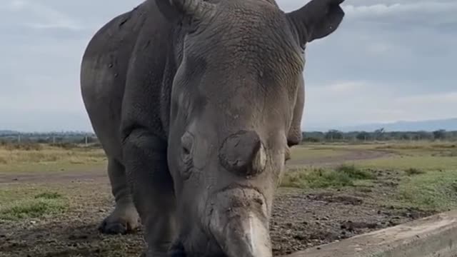 Wild animals zero distance from rhinos