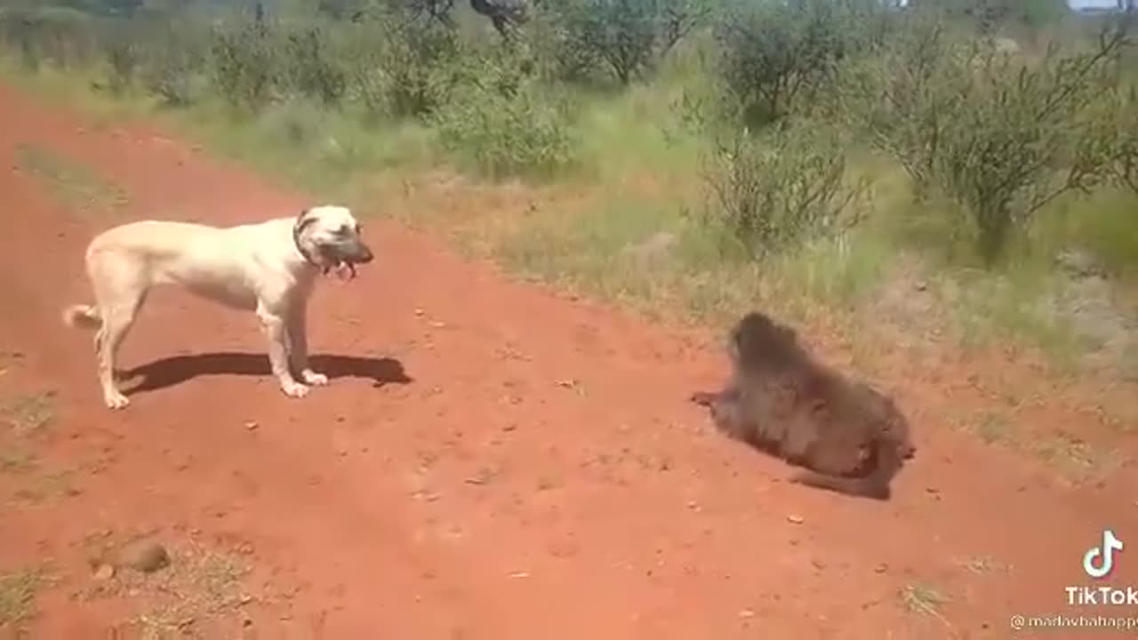 Shepherd vs Baboon