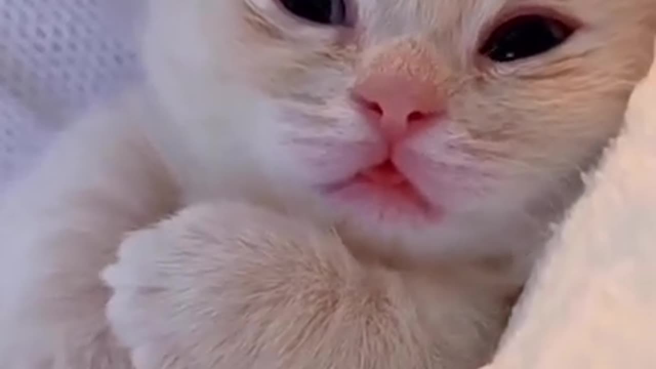 Cute Kitty