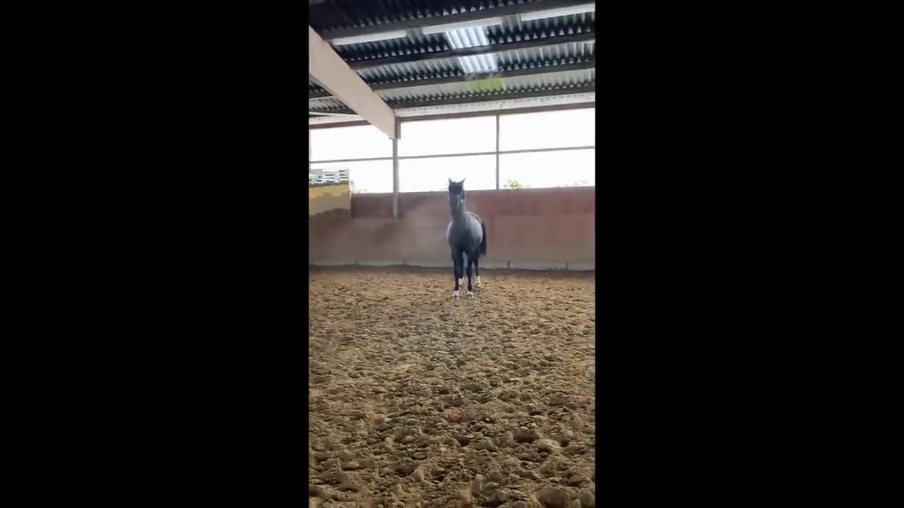 Funny and Cute Horse Videos That Will Change Your Mood For Good