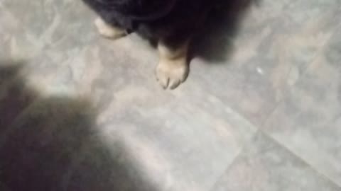5 1/2 week old German shepherd/ Belgium malinois learns his first command