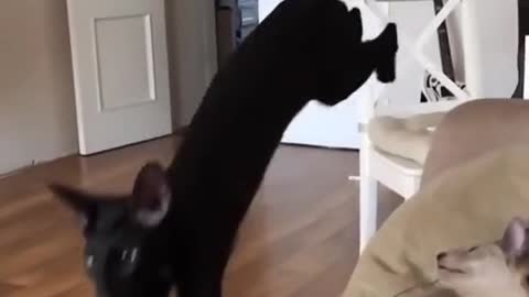 Loving Cats: Flying Cat Slow Motion