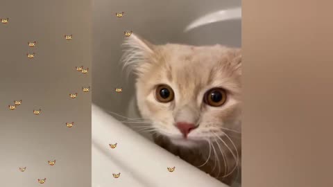 Cat videos|| funniest cats 😂|| watch and follow for more