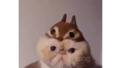 In my opinion, there is no cuter animal than cats, what do you think?