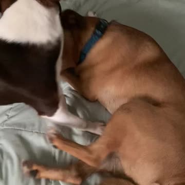 Brotherly Puppy Love!