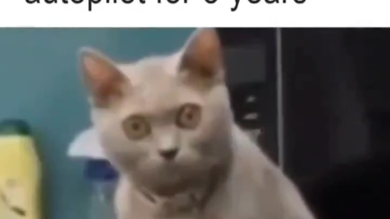 You’ve been on autopilot😹