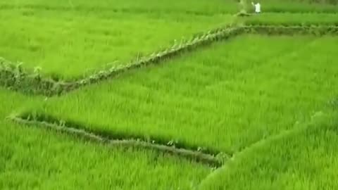 Indonesian beautiful rice fields