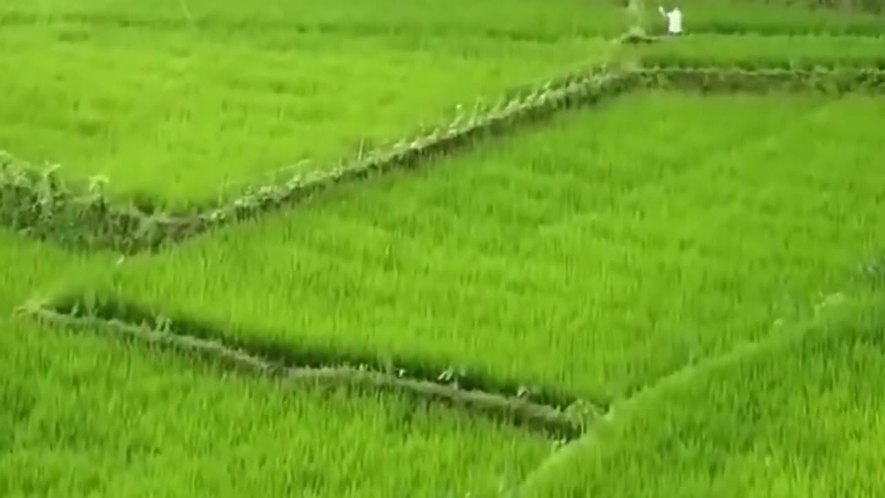 Indonesian beautiful rice fields