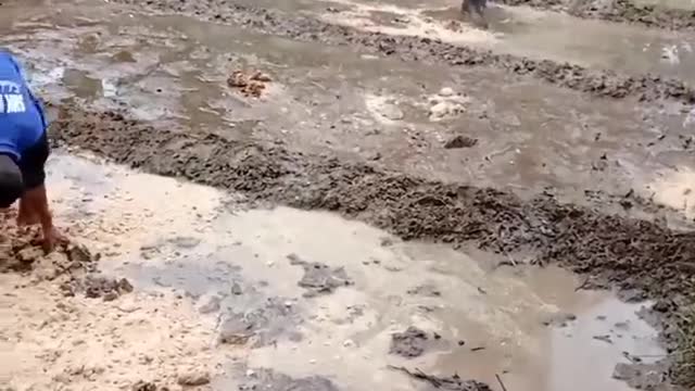 how to make fertile soil for cultivating silk worms