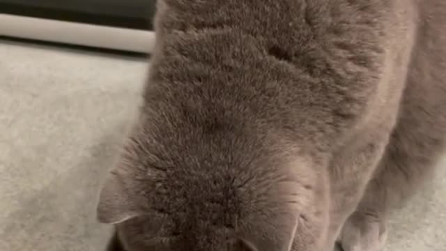 Reaction cat to food