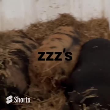 The 3 Little Pigs are Fast Asleep - Don't Wake Them Up!