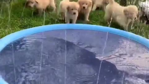 Puppies Play with Sprinkler Pool!