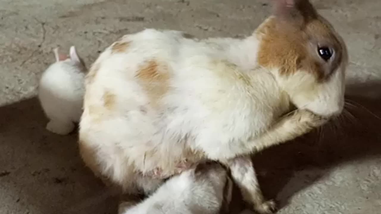 Cute Rabits Baby Eating Drinking In Mother