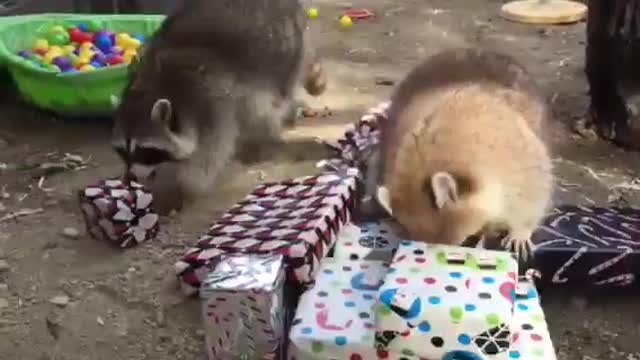 Little raccoon open his birthday presents