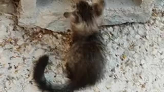 πΆπΆπβπ¦Ί.Cats vs Dogs fights - angry cats vs dogs funny compilation.π»π»π