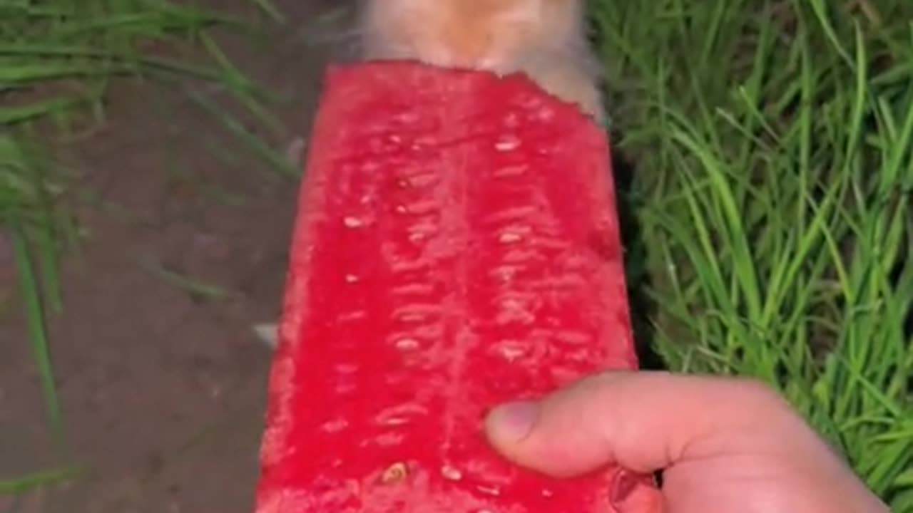 The little bunny eats watermelon.