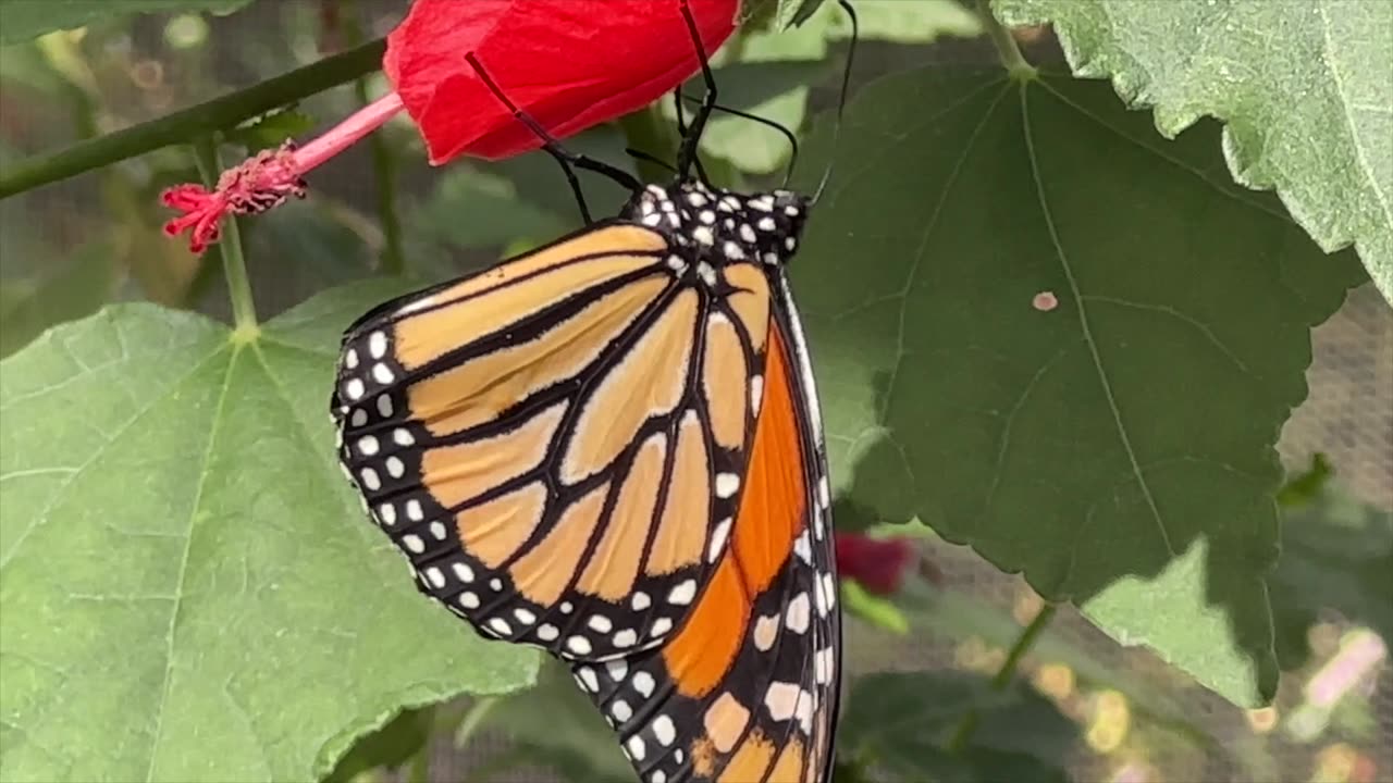 A visit to the butterfly habitat at Srings Preserve in Las Vegas.