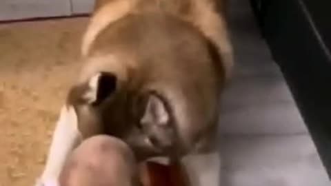 Funny Baby and dogs