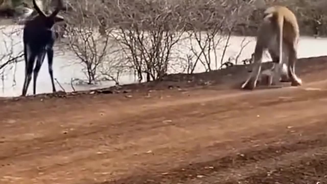 A lion could not😱 hunt a deer with a crocodile😱😱😱
