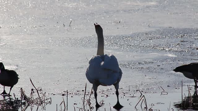 Stunning Trumpet Swan in Fairbanks, Alaska in April