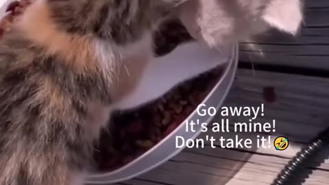 Cat funny video